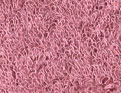 Matinale Framboise glacée
